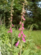 Some of the Foxglove has reached 6 ft