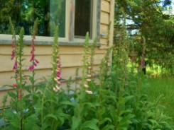 Part of the Foxglove stand on the east side of the cabin.